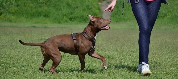 Dog barking can be reduced with good training post thumbnail image