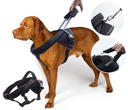 The No pull dog harness You Ought To Go For post thumbnail image