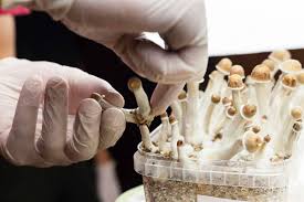 The health risks of utilizing miracle mushrooms post thumbnail image