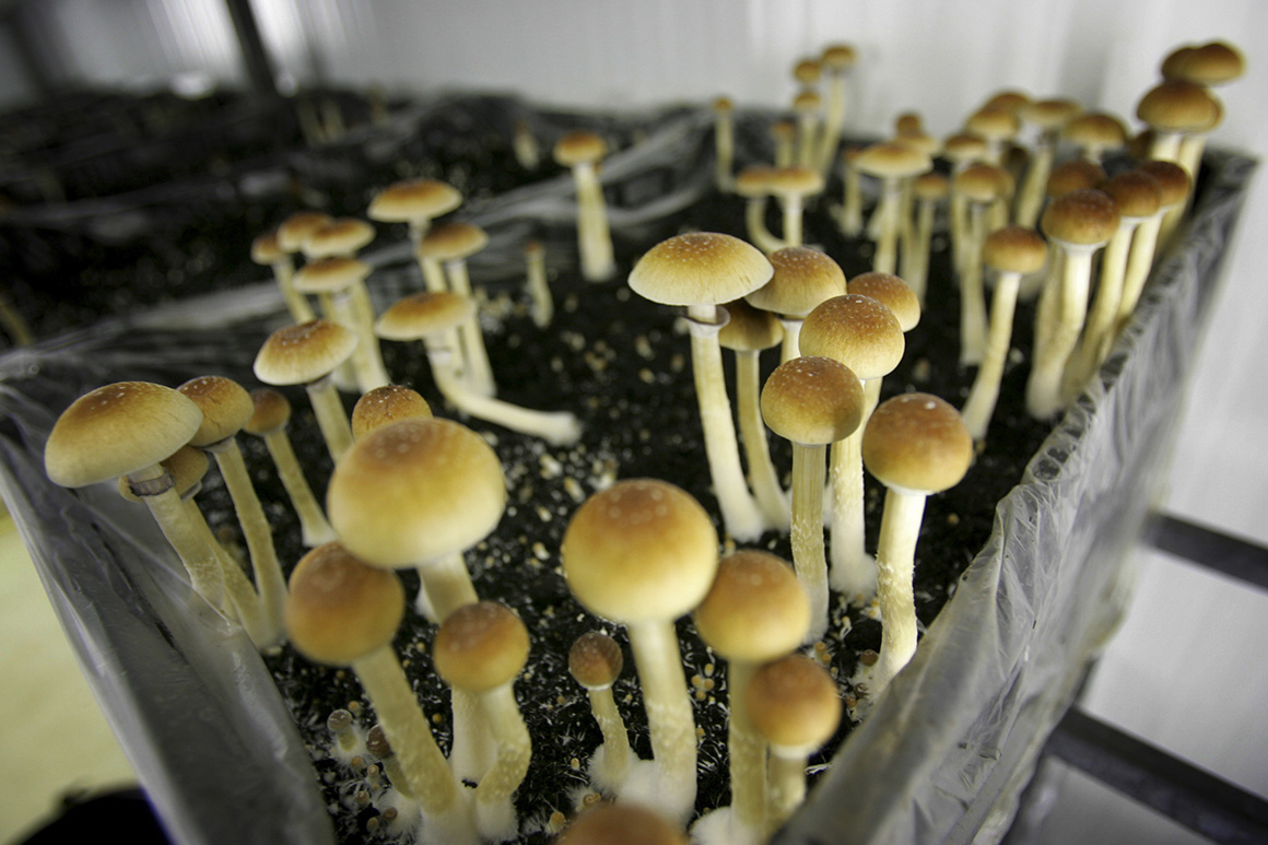 Exactly what are Magic Mushrooms, and the way to utilize them? post thumbnail image