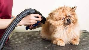 Find out good reasons to buy a good-quality dog hair dryer post thumbnail image