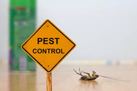 Finding the Best Exterminators in Forney TX for Pest Control Solutions post thumbnail image