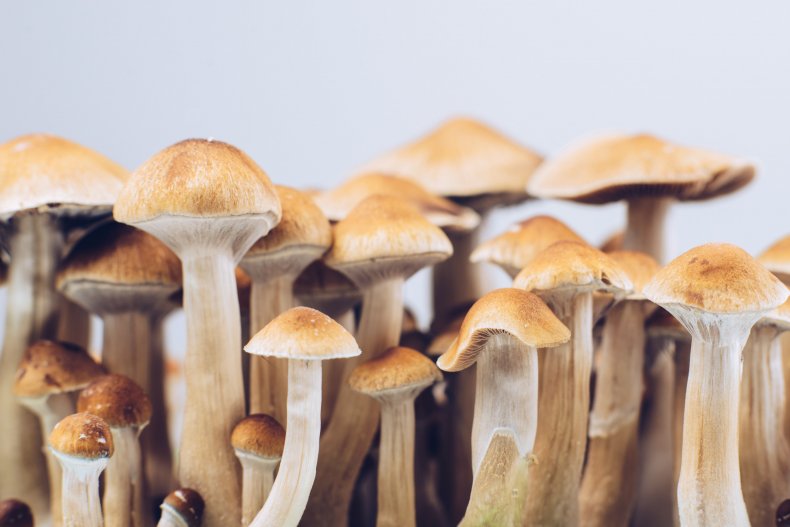 What exactly are Secret Mushrooms, and how to utilize them? post thumbnail image