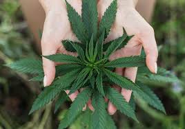 Know more on how to purchase weed on the internet post thumbnail image