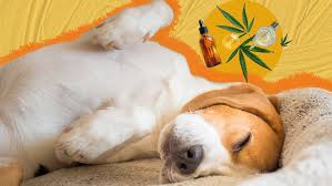 the best CBD for dogs: A Holistic Alternative to Treating Skin Problems post thumbnail image