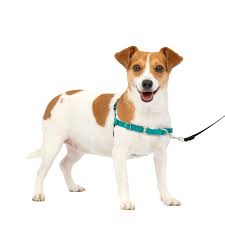 Personalized Dog Harness: A Thoughtful Gift for Dog Owners post thumbnail image