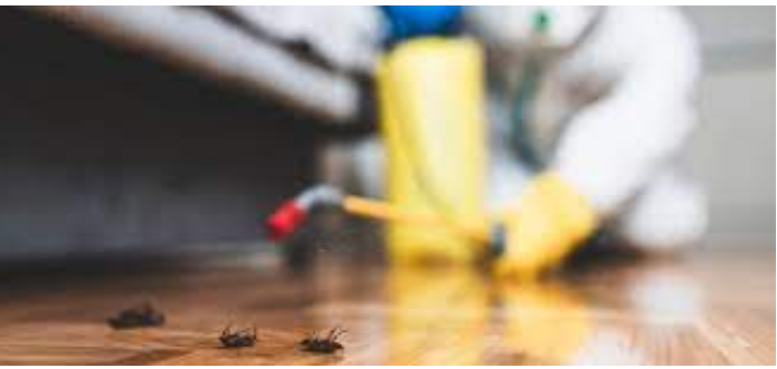 Mastering Pest Control: Exterminator Excellence post thumbnail image