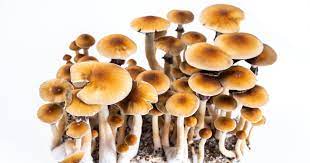 Shroom Sensations: The Art of Buying Magic Mushrooms in DC post thumbnail image