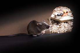 Clearwater’s Rodent Control Experts: Keeping Your Home Pest-Free post thumbnail image