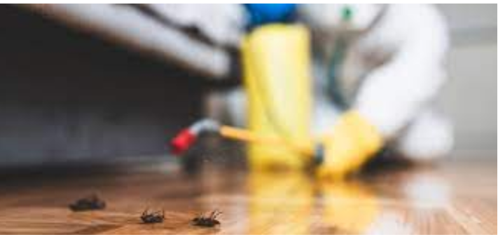 Pest Control Done Right: Choose the Pros post thumbnail image