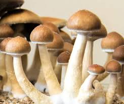 The Ethnic Relevance of DC Shrooms post thumbnail image