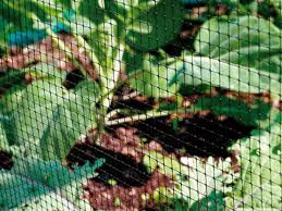 Protecting Your Garden Oasis: The Role of Bird Netting post thumbnail image